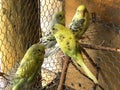Sisters and brothers Budgies