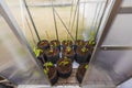 Close up view growing cucumbers air-pots in greenhouse.