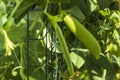 Close up view of growing green garden pea pods on supporting net. Royalty Free Stock Photo