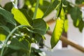 Close up view of growing green garden pea pods on supporting net. Royalty Free Stock Photo