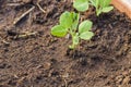 Close up view of growing peas plants. Beautiful nature backgrounds