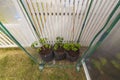 Close up view growing tomatoes and cucumbers air-pots in greenhouse.