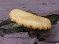 Gymnopilus mushroom 2