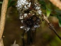 Tiger Moth Caterpillar with parasitic wasp eggs and ants.