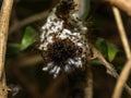 Wooly Bear Caterpillar with parasitic wasp eggs and ants.