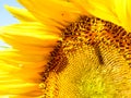 Close-up view of a half of sunflower with blue sky background Royalty Free Stock Photo