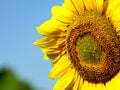 Close-up view of a half of sunflower with blue sky background Royalty Free Stock Photo