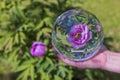 Close up view of hand holding crystal ball with inverted image of blooming pink peony.