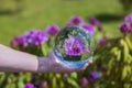 Close up view of hand holding crystal ball with inverted image of blooming purple rhododendron.