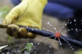 Close up view of hand holding a drip irrigation pipe while watering the vegetables in the process of growing