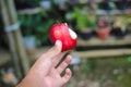 Hand holding half-eaten red apple with a blurred background in the backyard Royalty Free Stock Photo