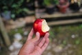 Hand holding half-eaten red apple with a blurred background in the backyard Royalty Free Stock Photo