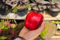 Hand holding red apple ready to eat with blurred background in the backyard Royalty Free Stock Photo