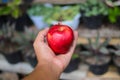 Hand holding red apple ready to eat with blurred background in the backyard Royalty Free Stock Photo