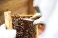 Close up view of a beekeeper removing honey from a panel with a knife