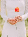 The close-up view of the hands of the bride is holding the poppy flower.