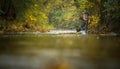 Fly fisherman holding a lovely trout while  fly fishing on a splendid mountain river Royalty Free Stock Photo