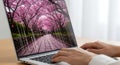Hands typing on translucent laptop reflecting Kyoto sakura and binary code, symbolizing nature digit Royalty Free Stock Photo