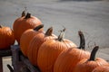 Close up view of harvested large orange Jack O` Lantern pumpkins