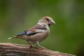 Close-up view of a Hawfinch perching on the wooden branch before the green background