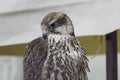 Close up view of a hawk head