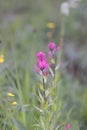 Hayden`s paint brush flower, Grows in Colorado rocky mountains Royalty Free Stock Photo