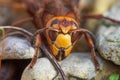 Close-up view of head of European hornet Vespa crabro close-up Royalty Free Stock Photo