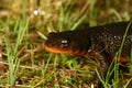 Rough-skinned newt (Taricha granulosa)