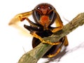 Close-up view of head of hornet Vespa crabro velutina Royalty Free Stock Photo