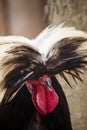 Polish frizzle chicken Royalty Free Stock Photo