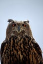 Rock Eagle-Owl Royalty Free Stock Photo