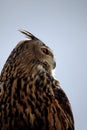 Rock Eagle-Owl Royalty Free Stock Photo