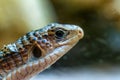 Close up head of Sudan plated lizard or Gerrhosaurus major Royalty Free Stock Photo