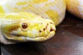 A close up view of the head of a yellow Burmese python. Royalty Free Stock Photo