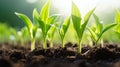 Close up view of healthy and young corn seedlings