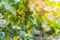 Close-up view of healthy young grapes hanging on the stems among their leaves in garden, Beautiful growing organic grape vine in Royalty Free Stock Photo