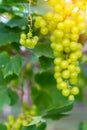 Close-up view of healthy young grapes hanging on the stems among their leaves in garden, Beautiful growing organic grape vine in Royalty Free Stock Photo