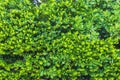 Close-up view of hedge of tropical plants. Miami Beach