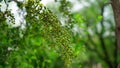 Close up view Heena or Lawsonia inermis tree, with blossoming green leaves. Attractive green flower view also growing on tree.