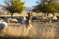 Close-up view herd of colored sheep and one donkey in autumn colored valley. Scenic landscape with animals in sunny autumn morning