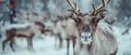 A Close-Up View of a Herd of Reindeer in Sweden\'s Lapland Region. Concept Nature Photography, Royalty Free Stock Photo