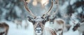 A Close-Up View of a Herd of Reindeer in Sweden\'s Lapland Region. Concept Wildlife Photography, Royalty Free Stock Photo