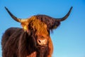 Close up view of Highland cattle portrait - ancient scottish cows breed, grazing in Slovakia Tatra mountains