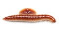 Glossy segmented worm-like creature on white Royalty Free Stock Photo