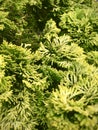 Close up view of Hinoki cypress. Vertical photo image. Royalty Free Stock Photo