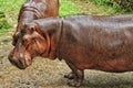 Close up view of Hippopotamus with the baby