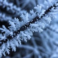 A close-up view of hoarfrost crystals forming on a dark branch. The intricate ice crystals exhibit Royalty Free Stock Photo
