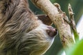 A close up view of a Hoffmann two toed sloth on a branch in Monteverde, Costa Rica