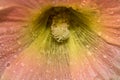 Hollyhock flower internal details with water droplets. Royalty Free Stock Photo