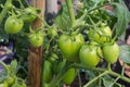 Homegrown tomato in the backyard